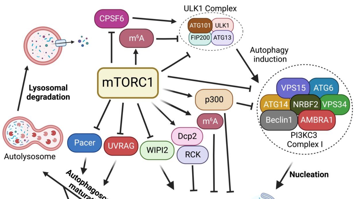 High Protein Intake, Leucine, and the mTOR Signaling Pathway: Exploring the Threshold and Health Implications