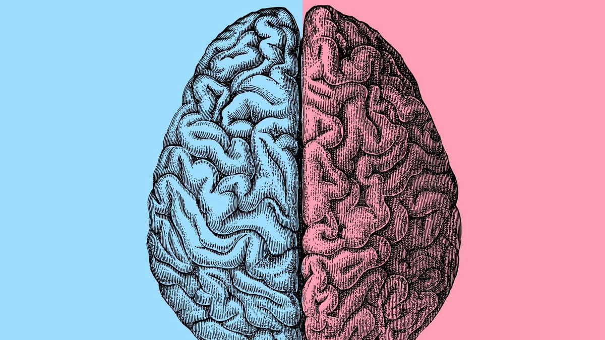 Artificial Intelligence Sheds New Light on Sex Differences in the Brain