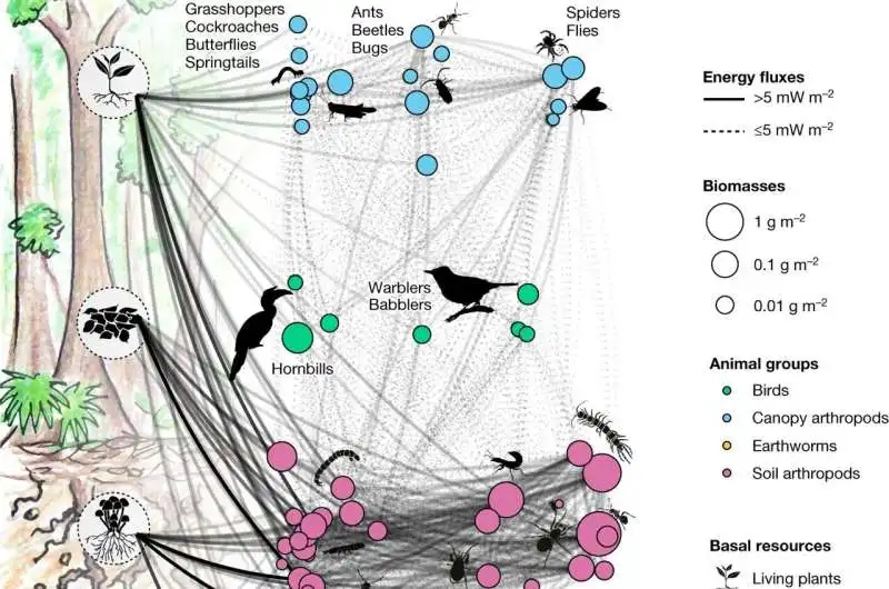 Converting rainforest to plantation impacts food webs and biodiversity, study finds