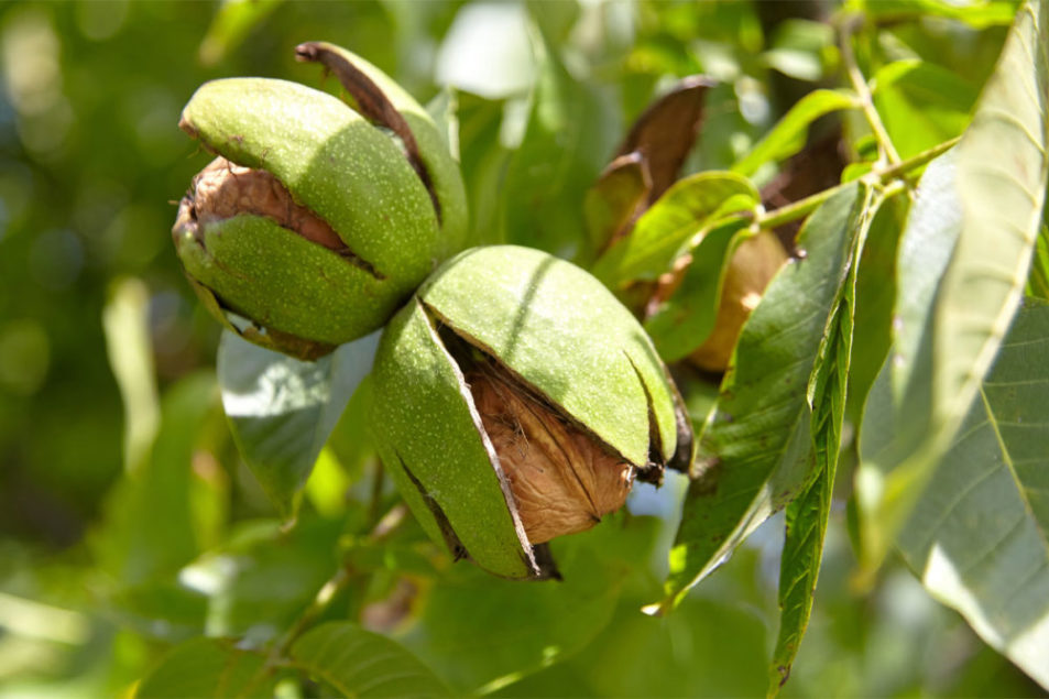 California Walnuts shares heart health benefits of walnuts