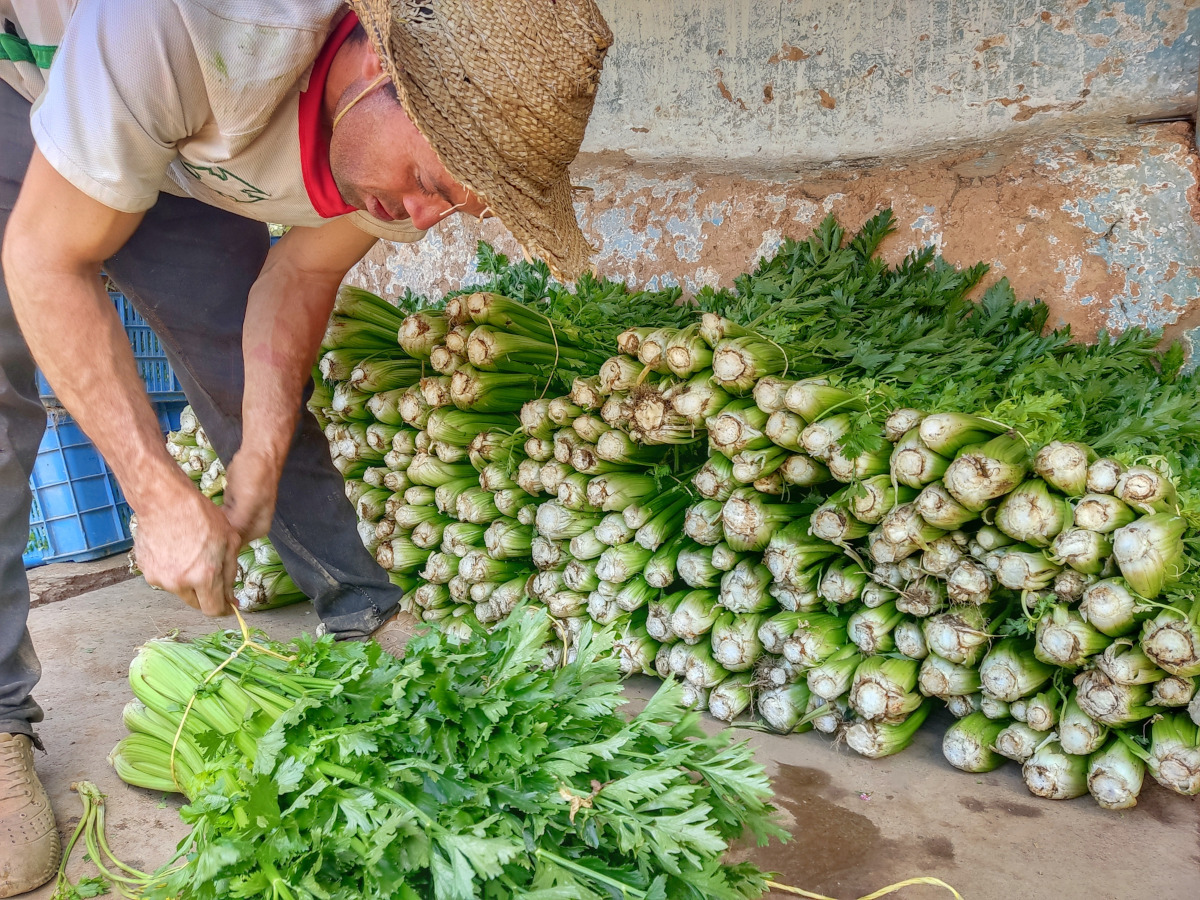 Venezuela: UN Rapporteur Urges ‘Immediate’ Sanctions Lifting, Gov’t Actions for Food Security