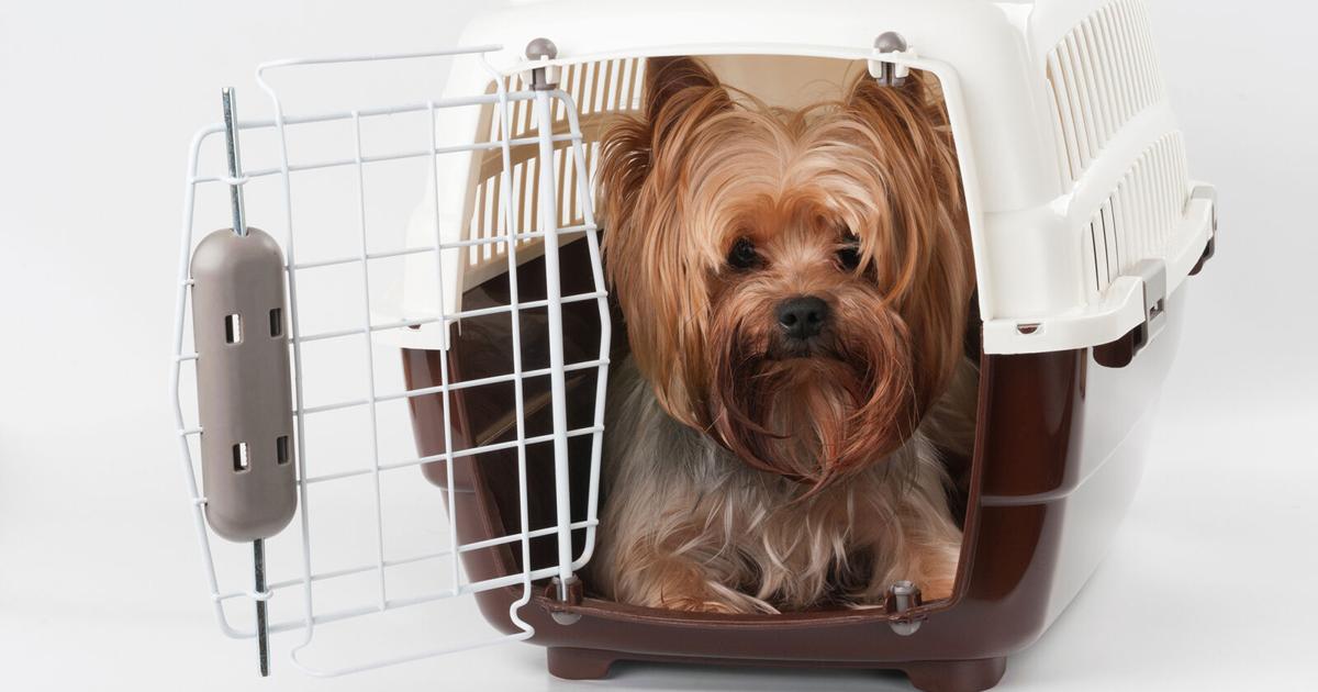 How to travel with your pet responsibly