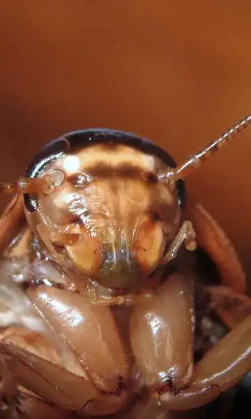 Por que algumas pessoas sentem cheiro de barata?