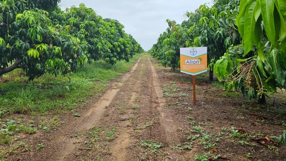 Lote experimental demonstra como uso de herbicida da Bayer (aplicado do lado direito da foto) reduz presença de ervas daninhas na área de cultura da manga — Foto: Aline Oliveira/Vereda Comunica