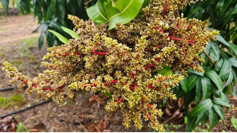 Planta sem proteção que tem florada sem qualidade não produz frutos bons pro mercado — Foto: Aline Oliveira/Vereda Comunica