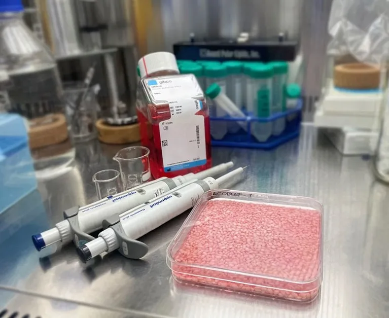 A square culture dish containing pink grains, on a lab bench with other equipment.