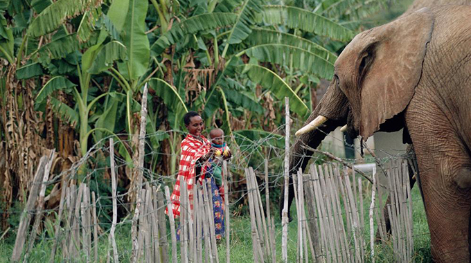 Human, wildlife conflict: Communities call for restoration of security fences