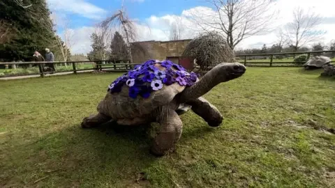 BBC George the Giant Tortoise