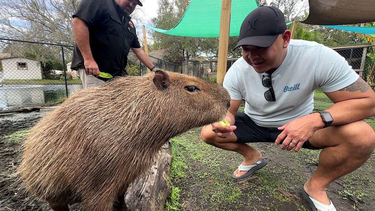 Amazing Animals offer interactions with exotic wildlife in Osceola County