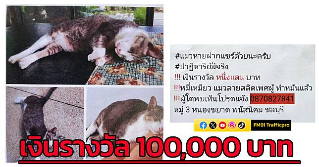 ชลบุรี- ตามหาแมวหาย เจ้าของรักมากๆ มีเงินรางวัล 100,000 บาท | สวพ.FM91