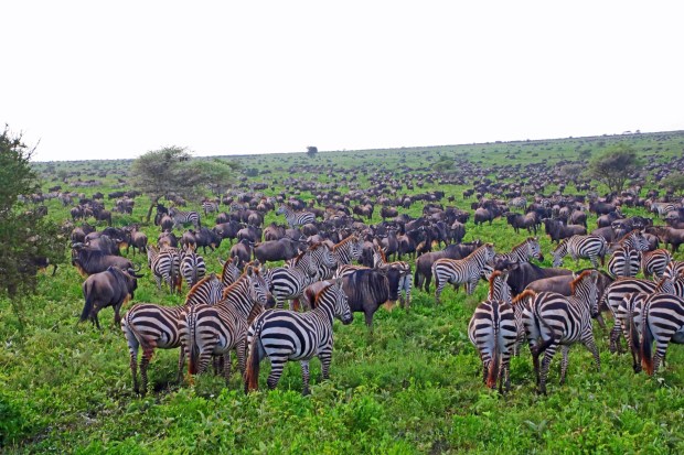 Travel: Tanzania’s epic Great Migration is a wild time