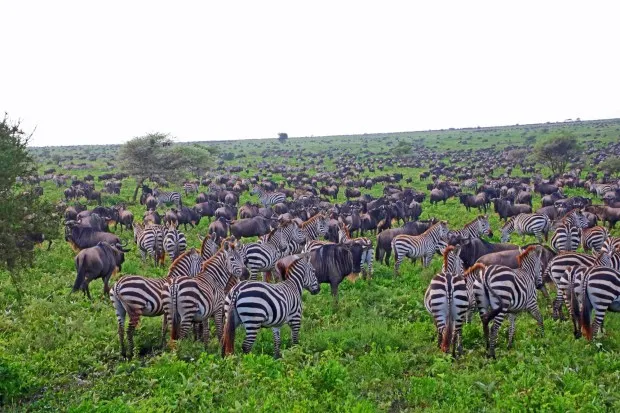 Tens of thousands of zebras join 1.5 million wildebeest annually migrating across Tanzania's Serengeti to Kenya and back. (Photo by Norma Meyer)