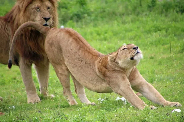 A lioness stretches after a nap and before crossing the road to mate with her eager partner in the Ngorongoro Crater. (Photo by Norma Meyer)