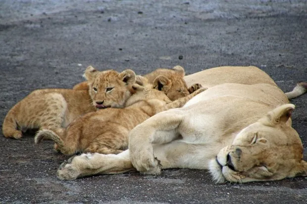 Three cubs suckle their nursing mother in a blissful scene of Serengeti nature. (Photo by Norma Meyer)