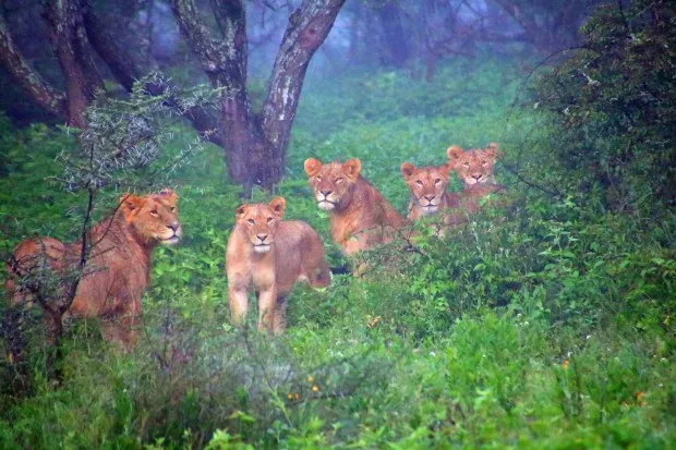 Five lions seem curious about human onlookers taking a game drive in the bush of Serengeti National Park. (Photo by Norma Meyer)