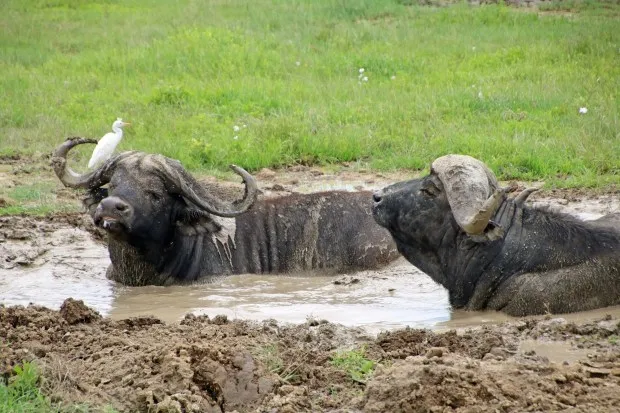 Cape buffalo in Tanzania's Ngorongoro Crater take mud baths to cool themselves off and help remove insects. (Photo by Norma Meyer)