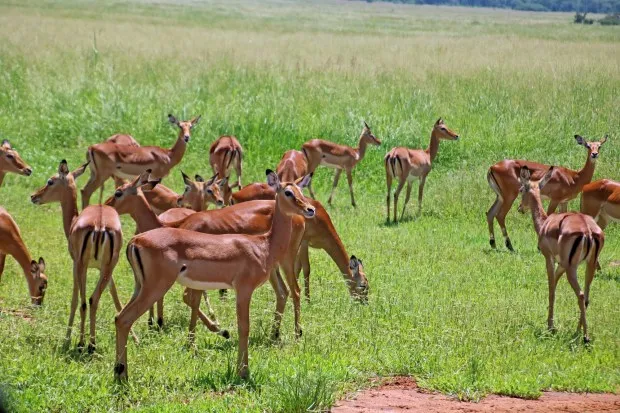 All impalas, including these females, have a black M-shaped mark on their backsides and are wryly dubbed the McDonald's fast food for predators. (Photo by Norma Meyer)