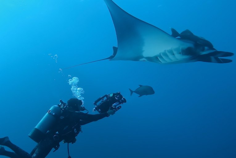 Série documental sobre ciência marinha estreia na TV Cultura neste sábado (24)