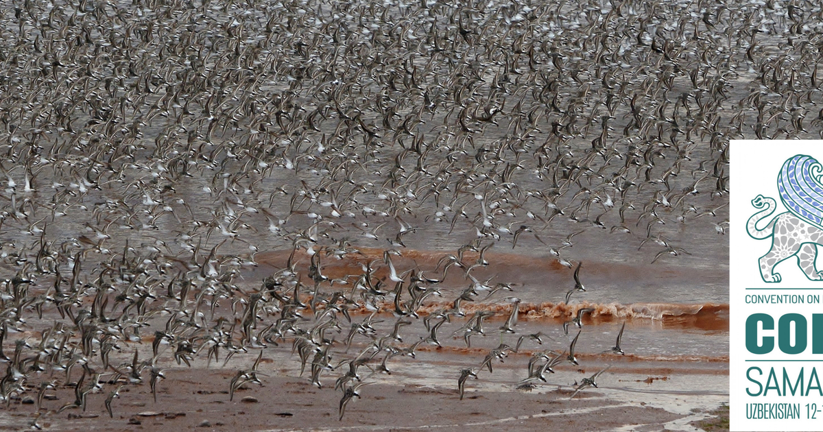 United Nations Wildlife Conference Focuses on Migratory Species