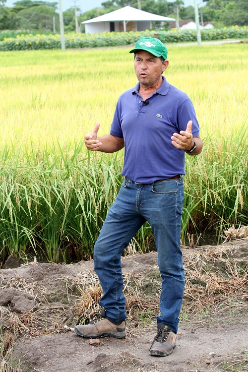 Dia do Arroz com palestras técnicas e ato da colheita oficial com tecnologias Embrapa