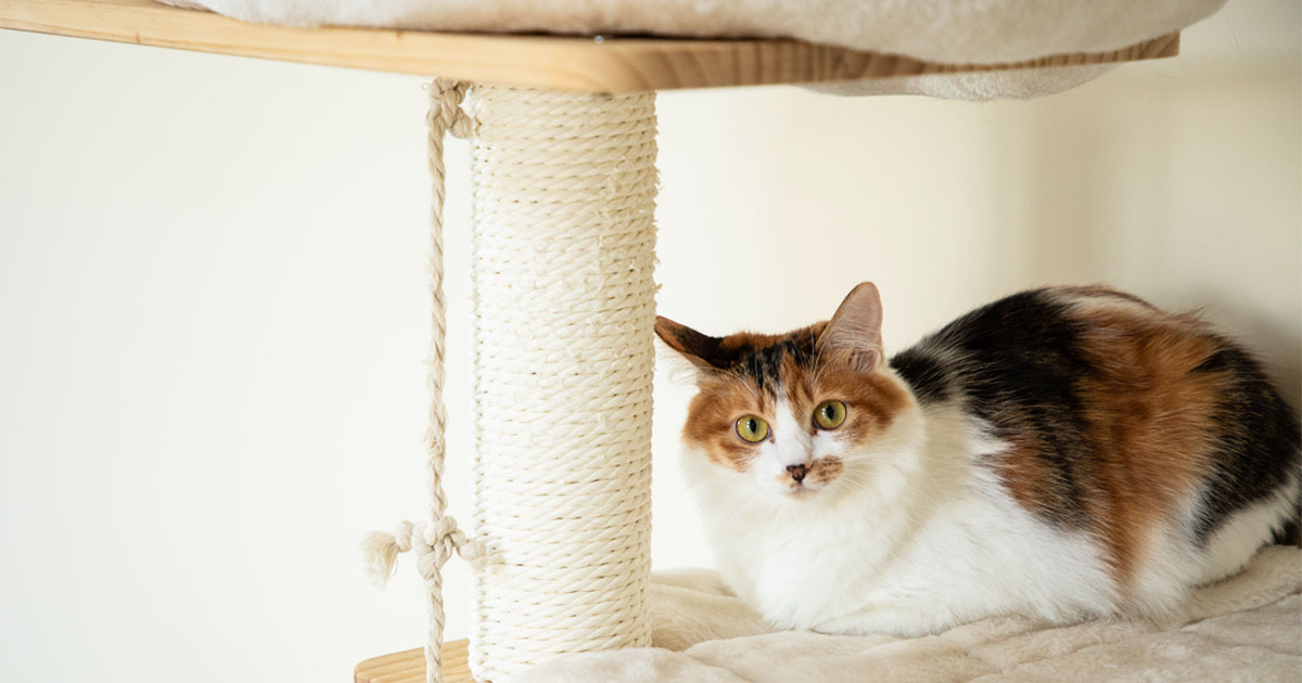 16 Unique Cat Trees That Will Actually Go with Your Home Décor