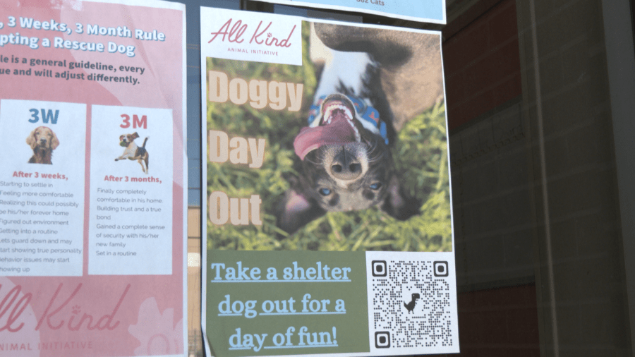 All Kind Abilene begins Doggy Day Out program to help canine mental health, adoptions