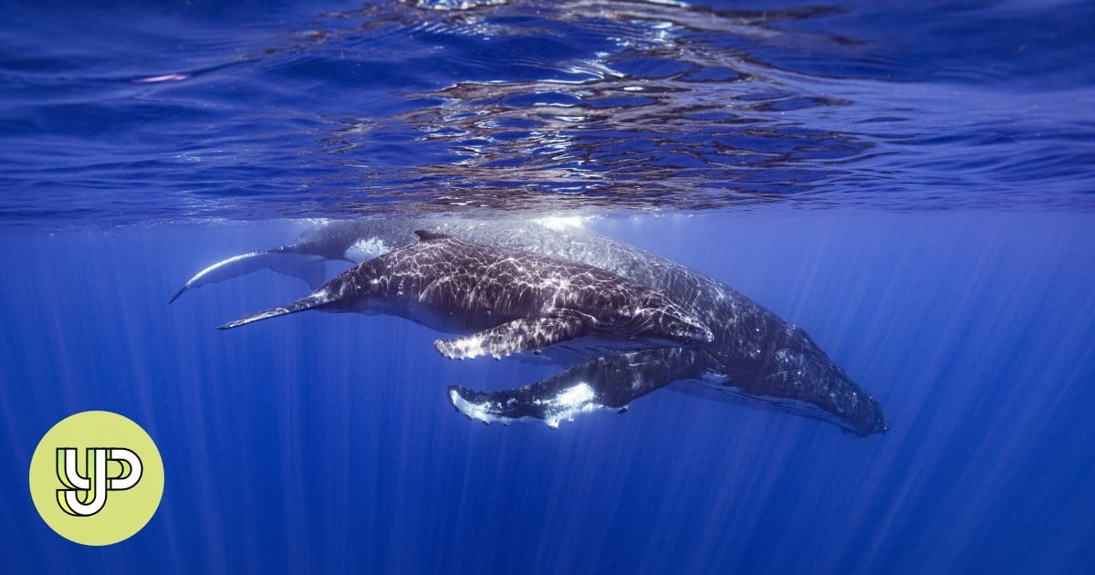 Scientists unveil how whales can sing underwater