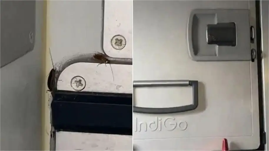 passenger saw cockroach in the food area of indigo flight