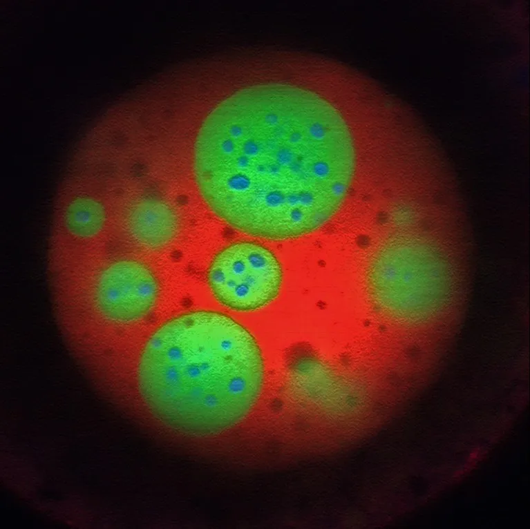 Nucelus of an oocyte showing multiphase organization