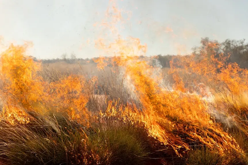 Spinifex burning in Pilungah prescribed burn.