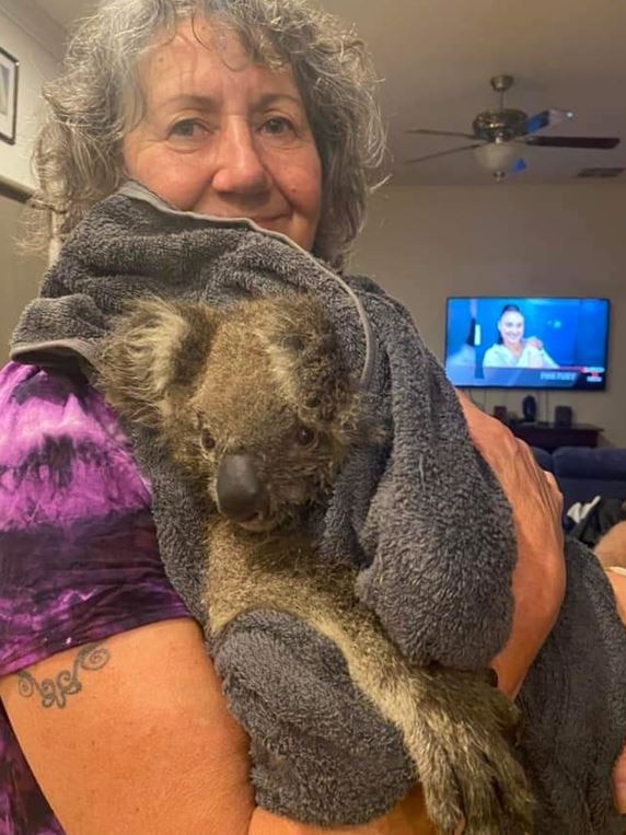 A koala rescued from Victoria’s recent fires points to a growing national challenge