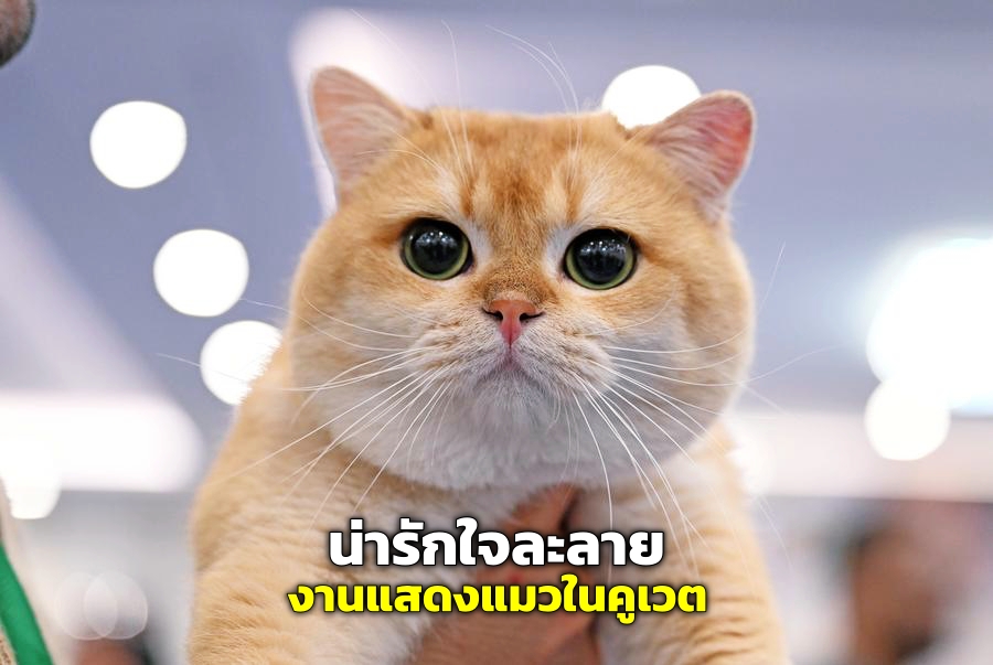 น่ารักใจละลาย “K-Cats Show 2024” งานแสดงแมวที่คูเวต