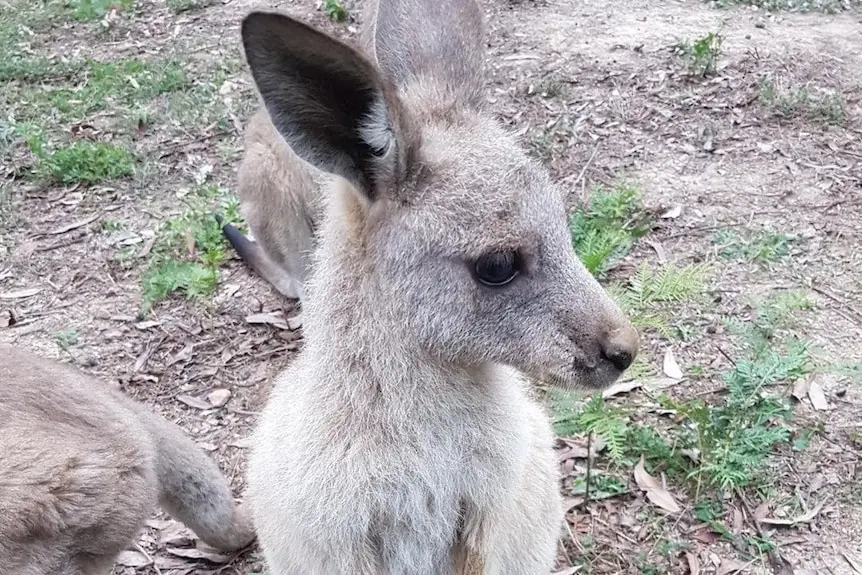 Joey with injured feet wrapped up.