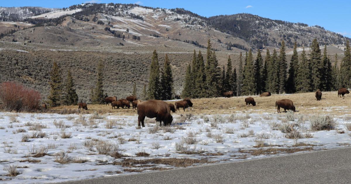 Yellowstone Park Service says guests should know about animal safety in wildlife interactions