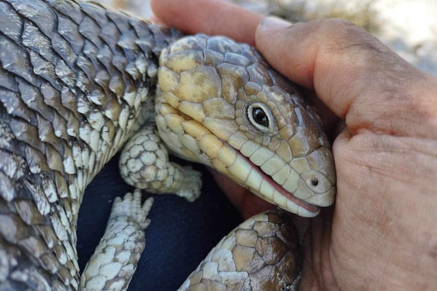 Carers and volunteers race to save wildlife returning to burnt-out habitat too soon