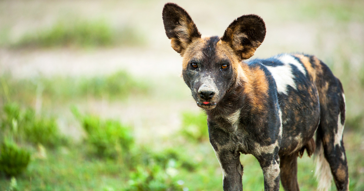 Endangered animals and wildlife in Kenya