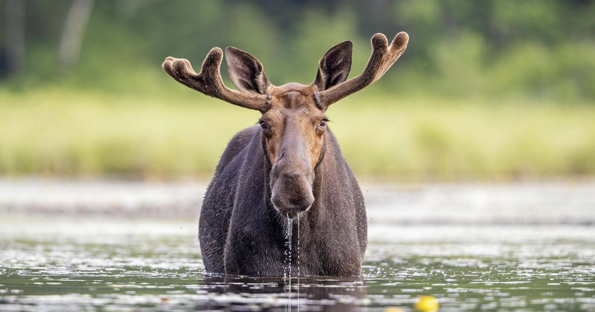 Wildlife Across Idaho