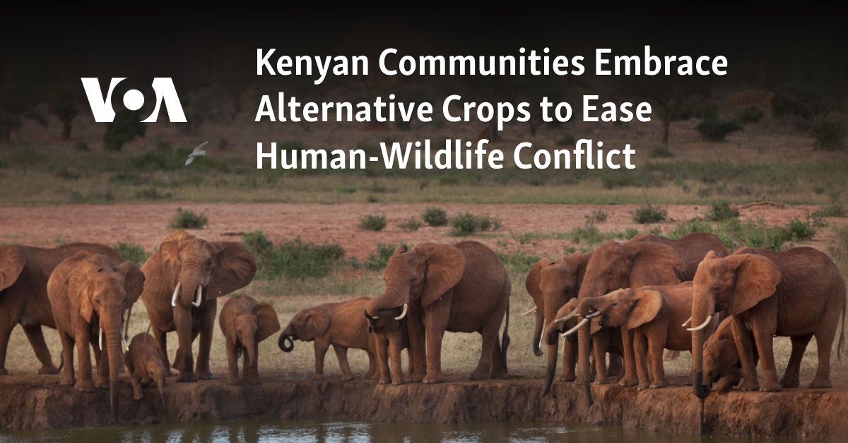 Kenyan Communities Embrace Alternative Crops to Ease Human-Wildlife Conflict