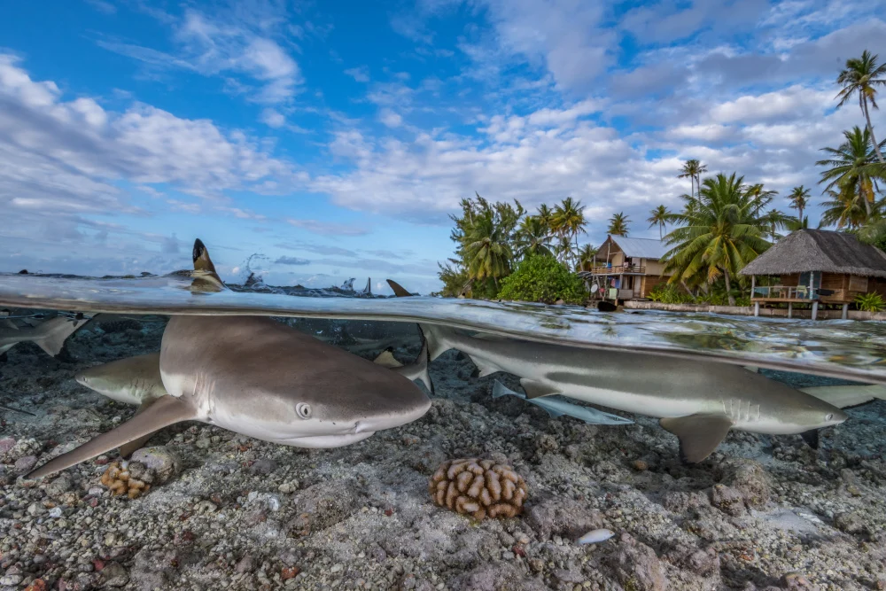 Several sharks swim beneath the waves while the camera captures the break between the sky and the water.