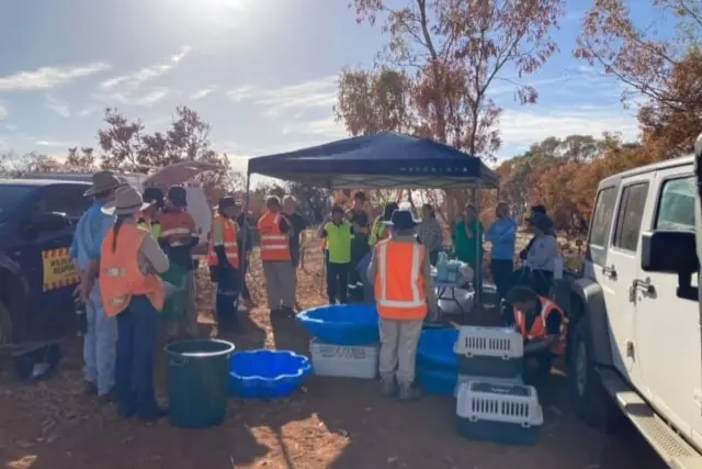 A group of about 20 people stand underneath a gazebo in bushland, wearing hats and high-vis vests, with animal crates. 