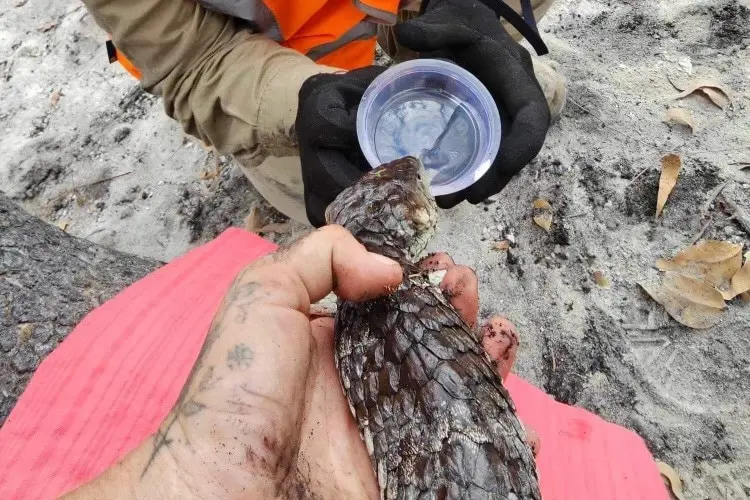 A birds-eye view of a mans hand holding a bobtail, while another pair of hands offers it water.