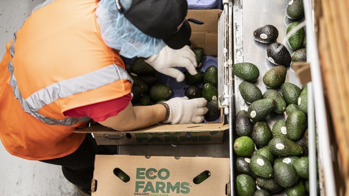 FruitPro Pioneers Global Avocado Supply, Aiming for Sustainability…