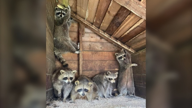 Ontario euthanizes 84 raccoons and accuses rehabber of mistreating animals