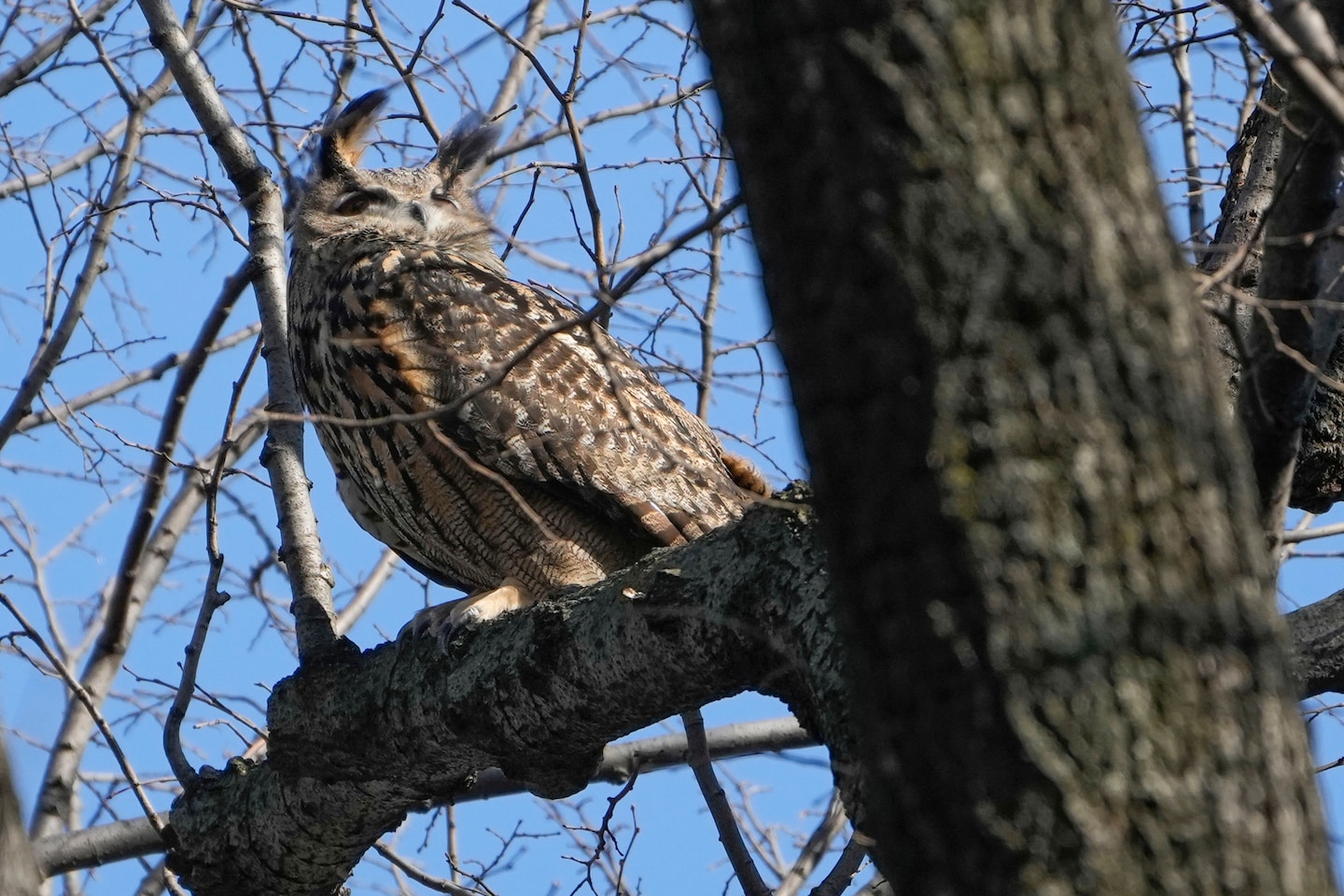 What killed Flaco the owl? New York zoologists testing for toxins, disease as contributing factors