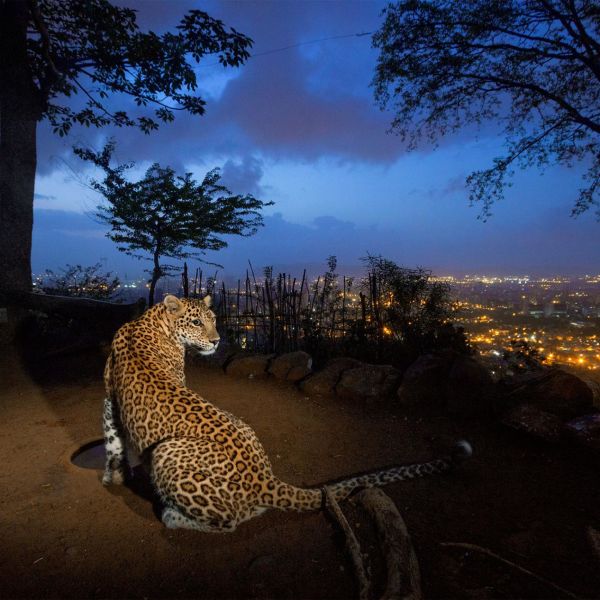 People and Wildlife in India