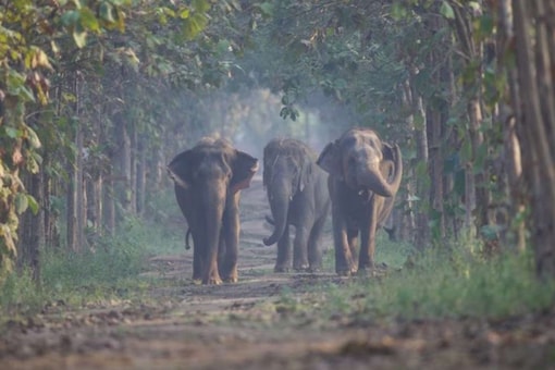 ‘My Father Is One of The Biggest Wildlife Buffs’: Anant Shares How Mukesh Ambani Inspired His Love for Animals | News18 Interview