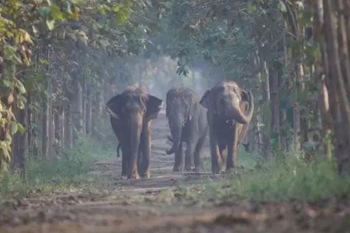 Vantara is spread over 2,500 acres in Jamnagar, where Reliance's refinery and housing complexes are based, and houses more than 50-60 endangered species of rescued animals. Image/Reliance Foundation