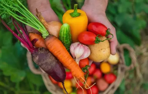 A man with a harvest of vegetables in the garden. Selective focus. Food.