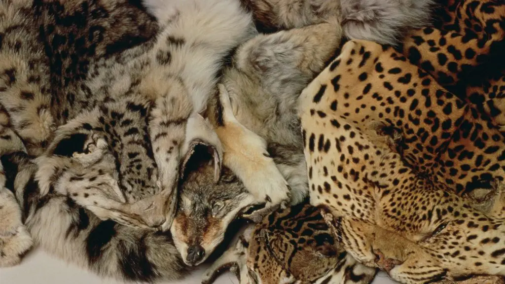 wildlife skins