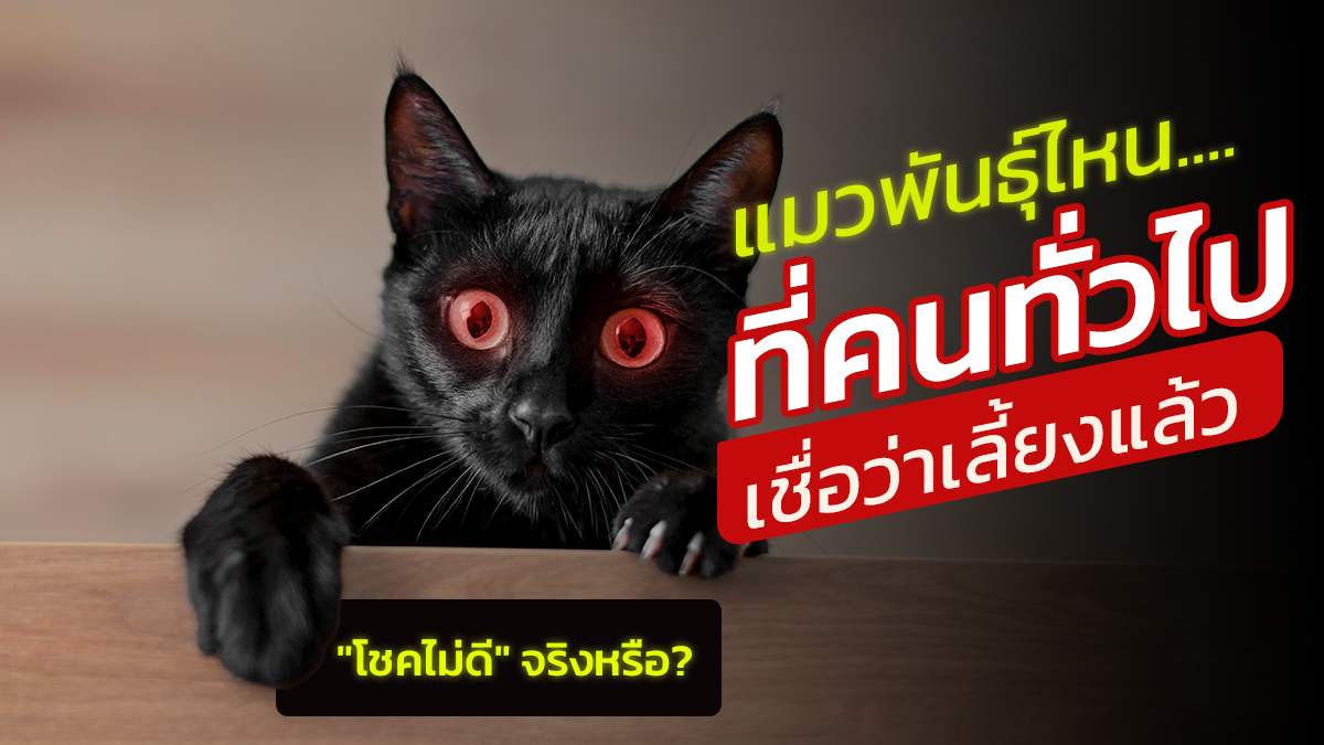 แมวพันธุ์ไหนที่คนไทยเชื่อว่าเลี้ยงแล้ว”โชคไม่ดี”จริงหรือ?